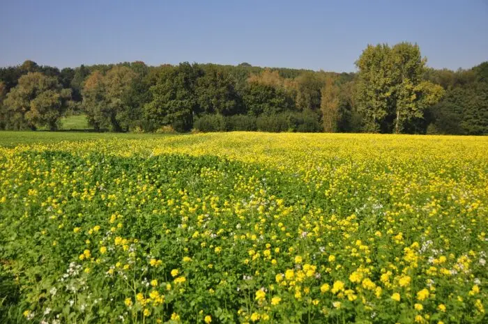 campagna Prato con fiori
