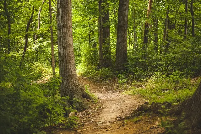 sentiero Sentiero nel bosco