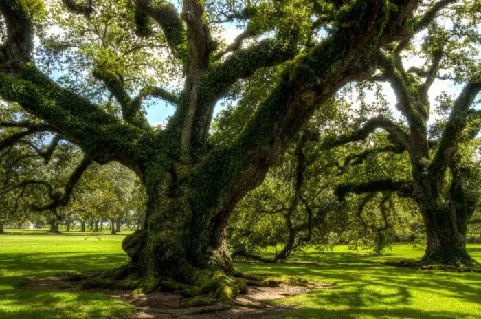 Parco Naturale Albero secolare