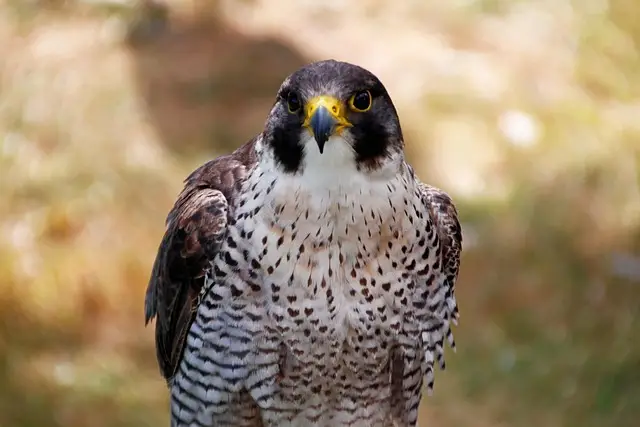 falco Pellegrino Falco pellegrino