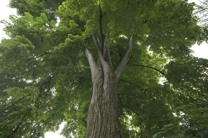 albero di Tiglio Albero di tiglio