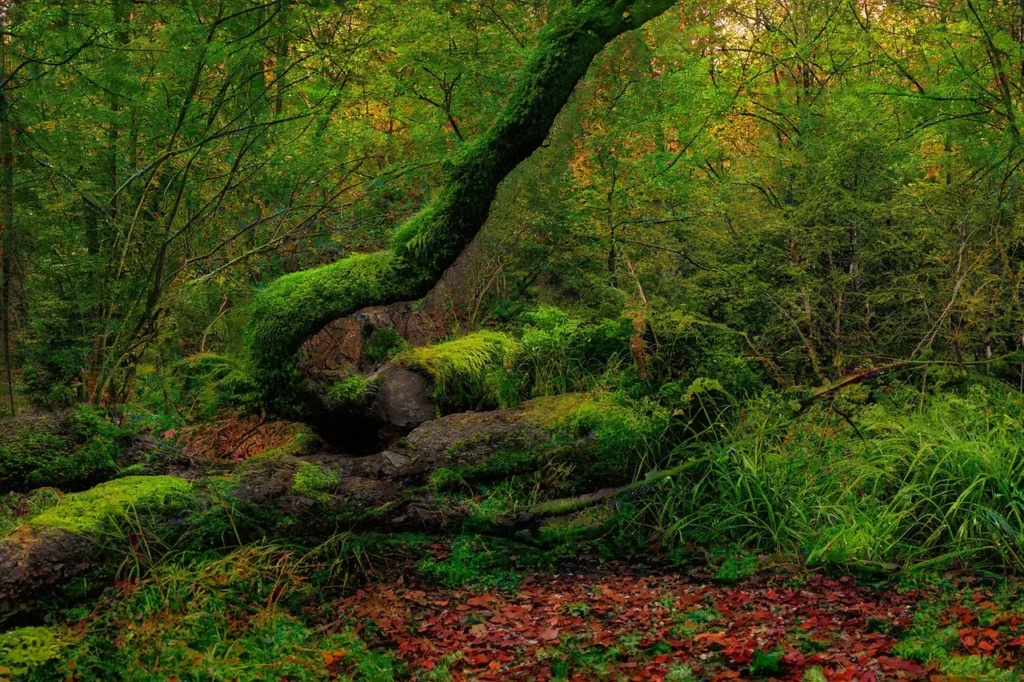 Bosco con alberi e muschio