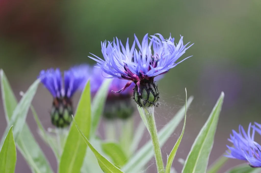 Fiordaliso della maiella fiore viola