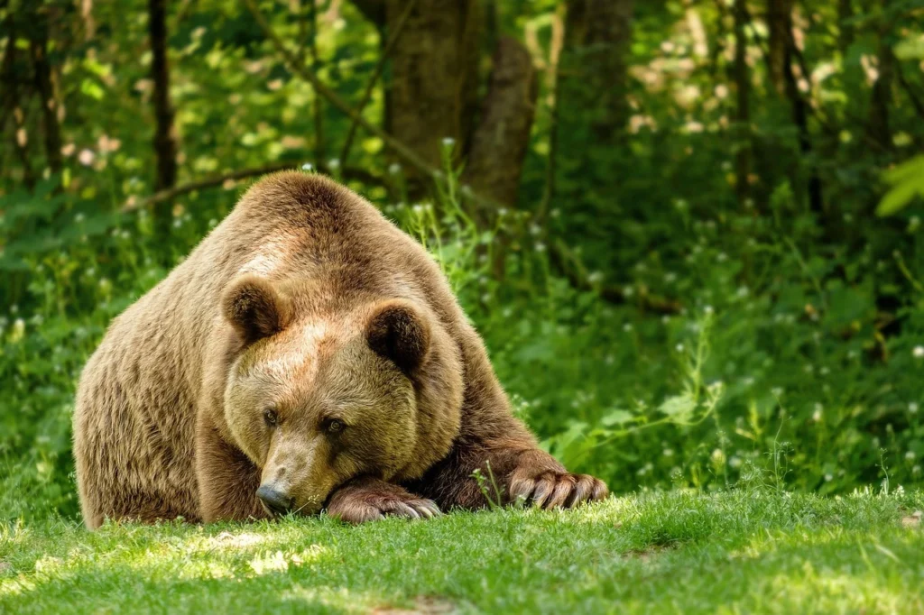 Orso Marsicano sdraiato su un prato