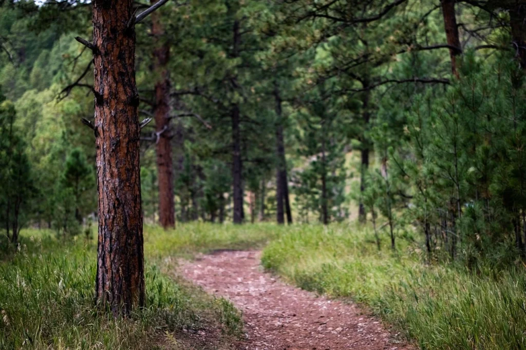 Sentiero in un bosco
