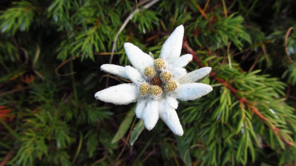 Stella Alpina bianca