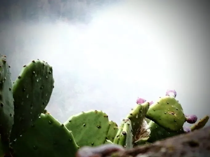 Nebbia e cactus