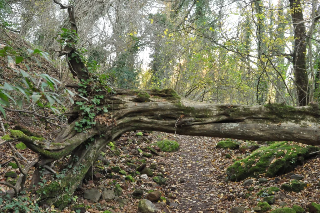 alberi e foglie caduti nel bosco