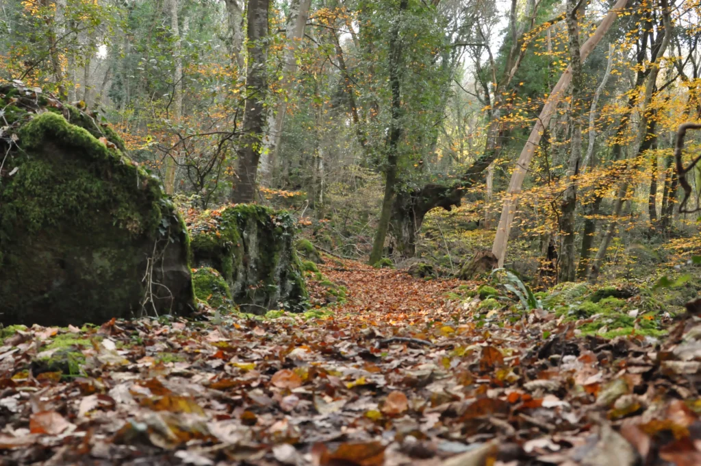 Bosco con foglie secche e tronchi