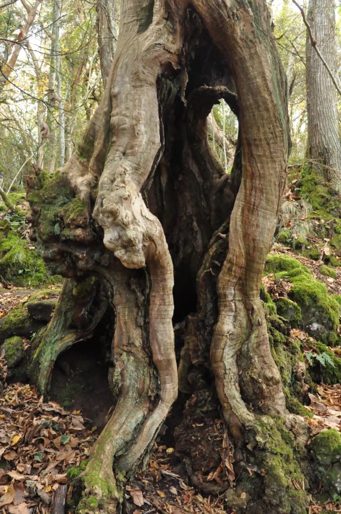 Tronco albero scavato