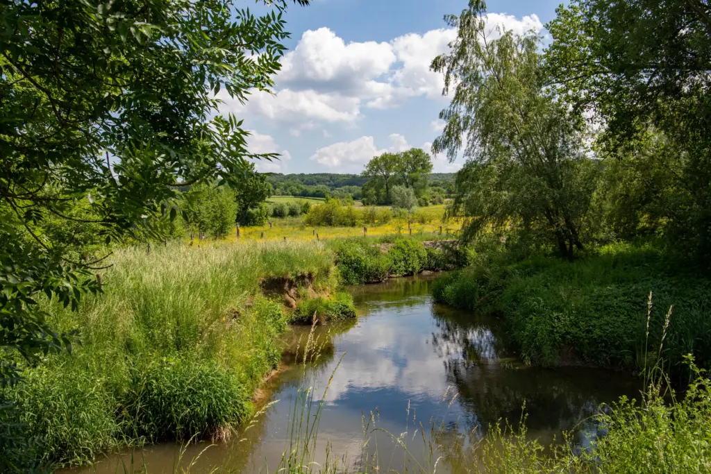 Piccolo fiume che serpeggia tra sponde erbose e alberi, con un prato fiorito e boschi sullo sfondo nella campagna del Limburgo
