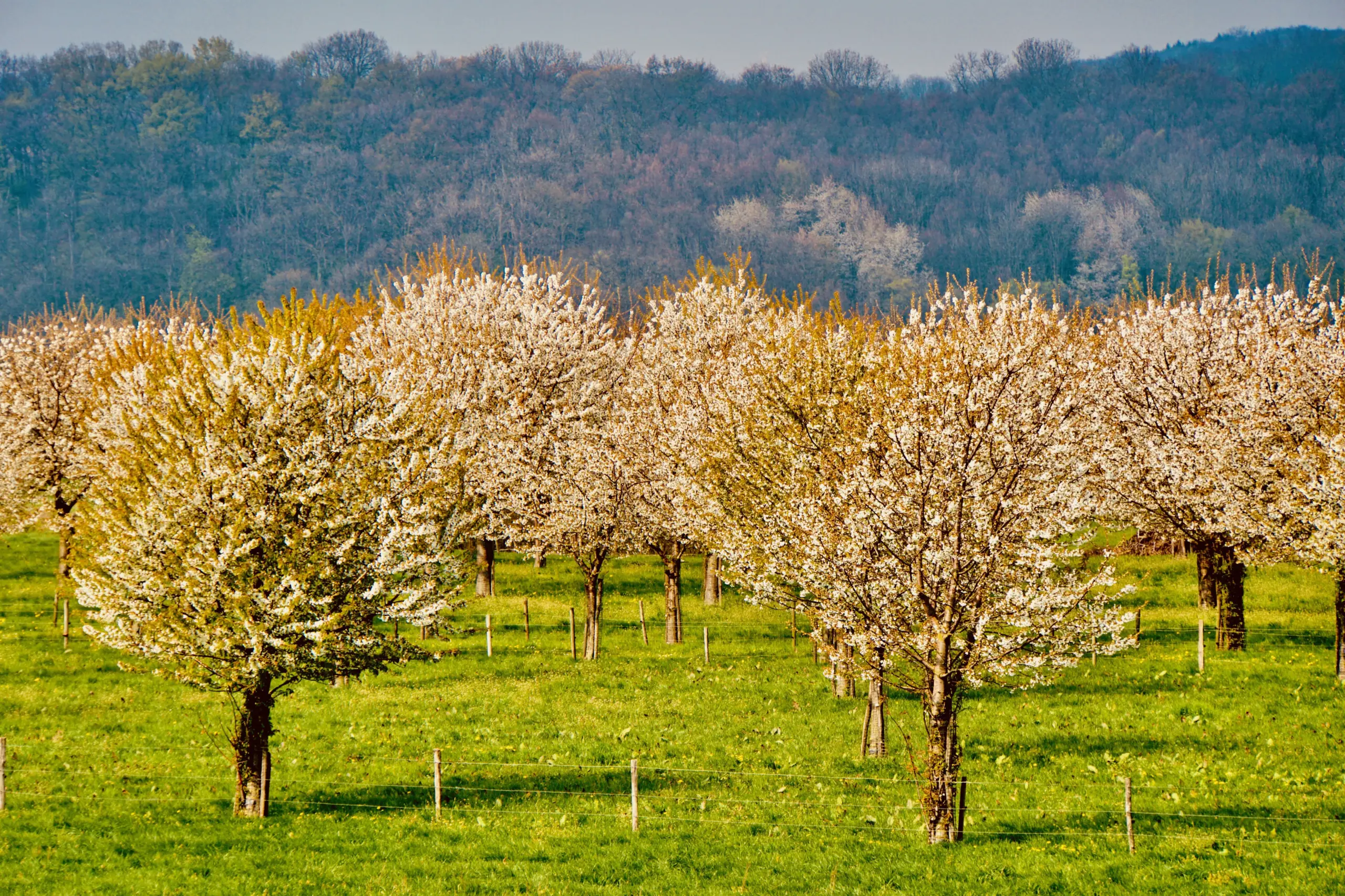 Frutteto in piena fioritura primaverile con file ordinate di alberi da frutto carichi di fiori bianchi, colline boscose sullo sfondo