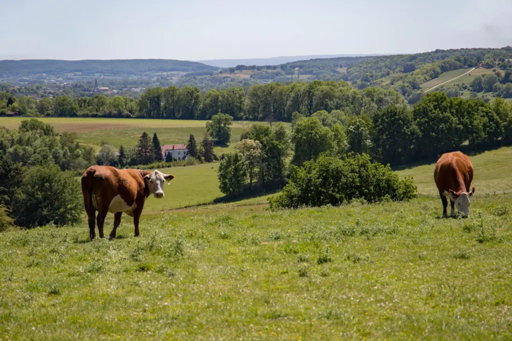 Mucche al pascolo su una collina verde, con vista su campi, boschi e una casa colonica nella campagna belga