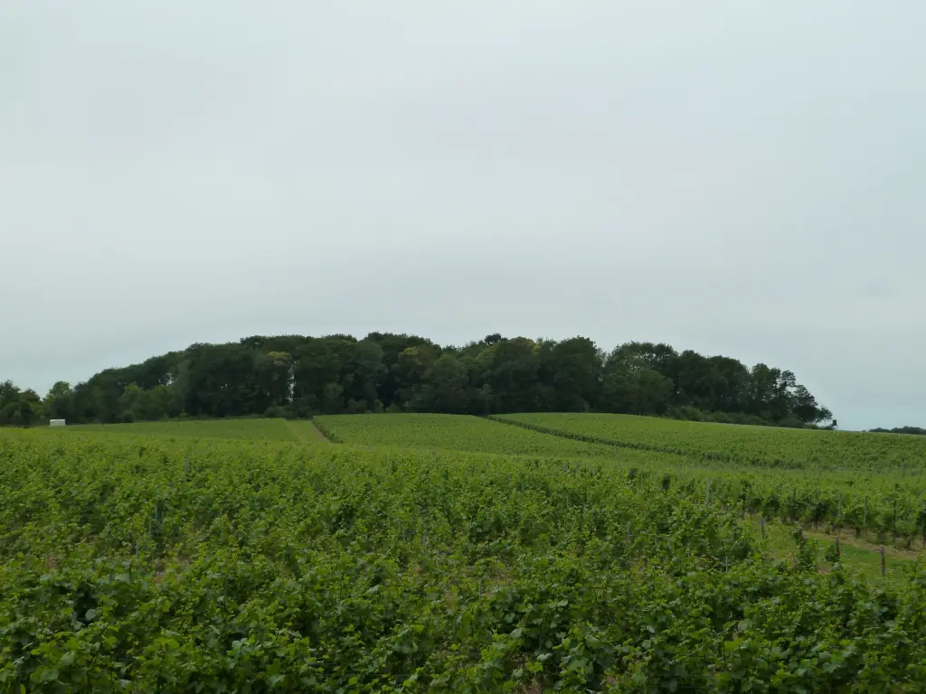 Il tumulo di Genoelselderen, sepoltura gallo-romana ricoperta di vegetazione, circondato da filari di vigneti nel territorio di Riemst