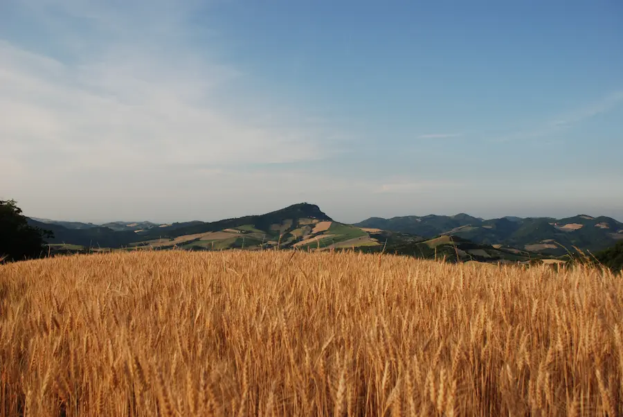 Monte delle Formiche visto da un campo di grano nell'Appennino bolognese