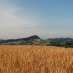 Val di Zena, Monte delle Formiche nell'Appennino bolognese