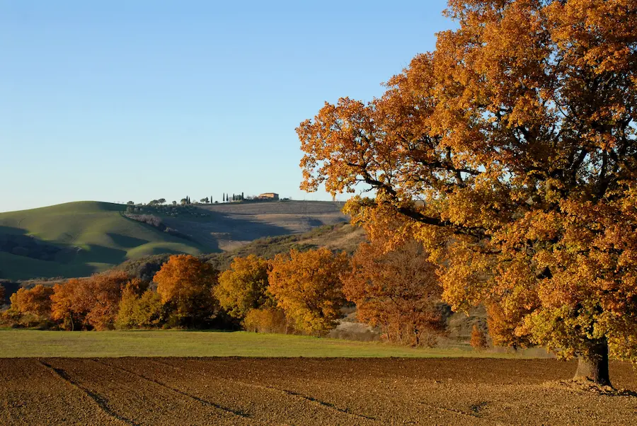Paesaggio collinare autunnale con querce dai colori dorati e ramati, campo arato in primo piano e un casolare tra i cipressi sullo sfondo