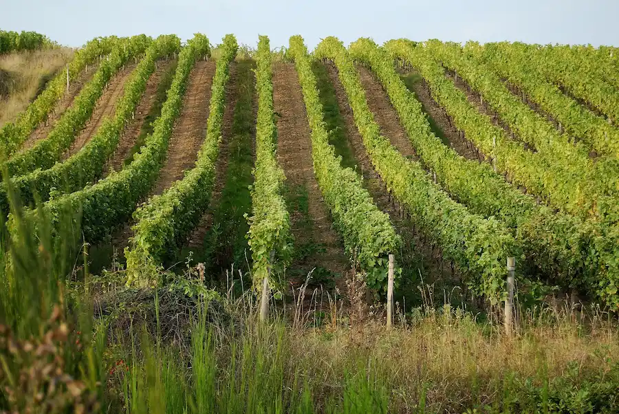 Filari di vite disposti lungo una collina, con vigneti verdi che caratterizzano il paesaggio rurale della Valle della Loira